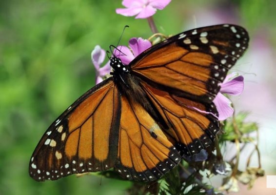 August 22, 2026 Butterfly Tag Day Dorothys House Museum4366
