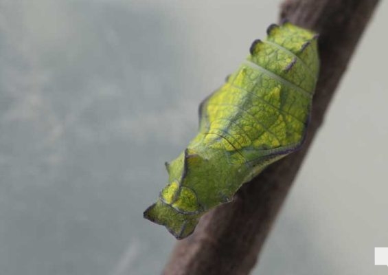 August 22, 2026 Butterfly Tag Day Dorothys House Museum4367