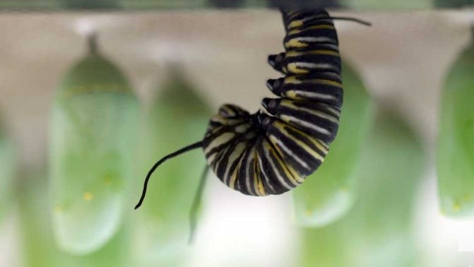 August 22, 2026 Butterfly Tag Day Dorothys House Museum4368