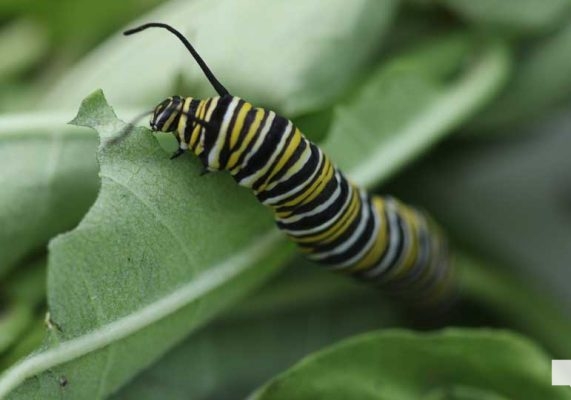 August 22, 2026 Butterfly Tag Day Dorothys House Museum4369