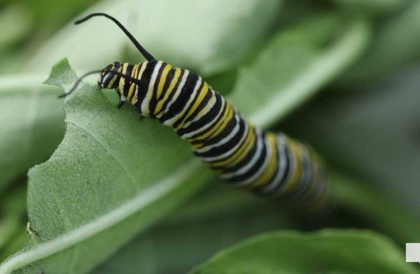 August 22, 2026 Butterfly Tag Day Dorothys House Museum4370