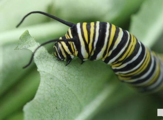 August 22, 2026 Butterfly Tag Day Dorothys House Museum4371