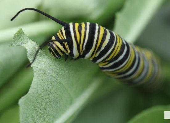 August 22, 2026 Butterfly Tag Day Dorothys House Museum4372