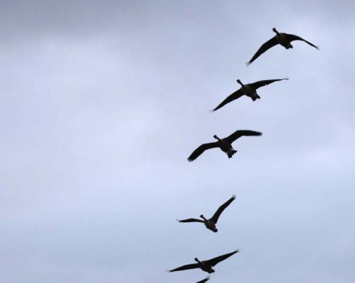August 24, 2026 Geese4523