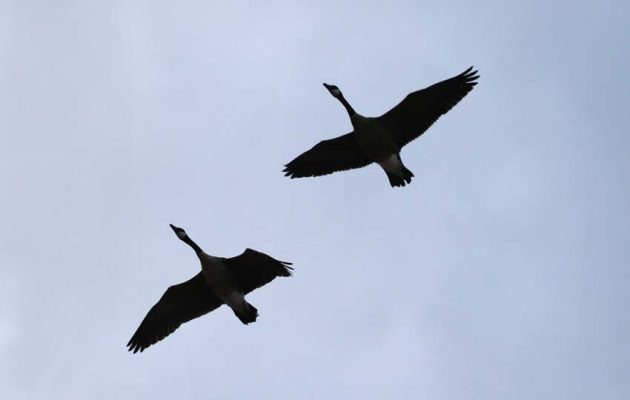 August 24, 2026 Geese4525