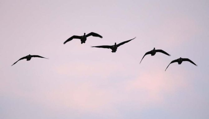 August 24, 2026 Geese4526