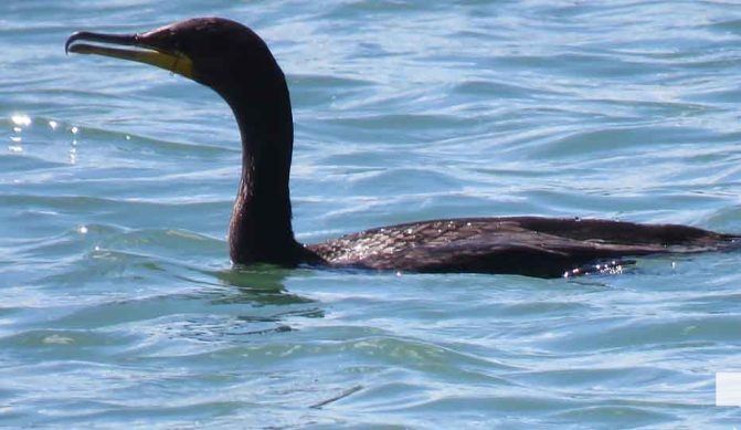 August 3, 2026 Cormorant3597