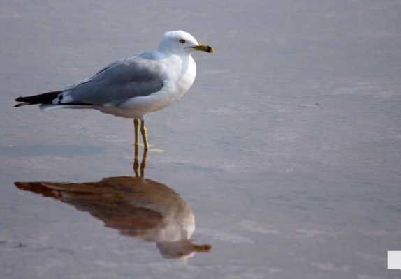 August 8, 2026 Seagull4008