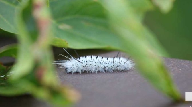 August 30, 2026 caterpiller4712
