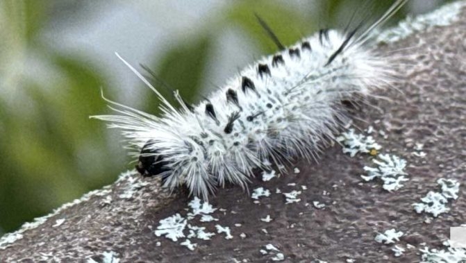 August 30, 2026 caterpiller4714