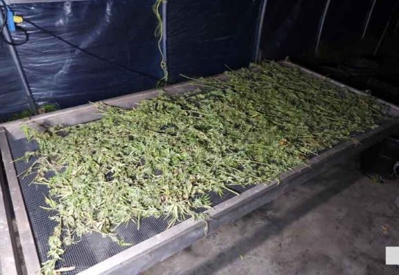 Illicit Cannabis (2)