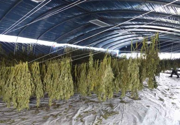Illicit Cannabis (3)