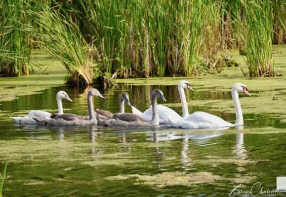 Sculthorpe – 6 Swans a-Swimming