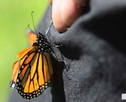 September 11, 2026 Butterfly Release Port Hope 5173