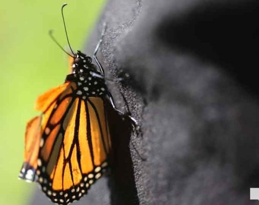 September 11, 2026 Butterfly Release Port Hope 5174