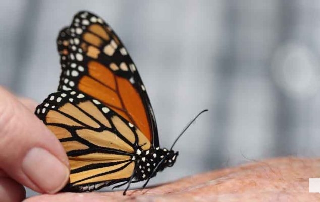 September 11, 2026 Butterfly Release Port Hope 5176