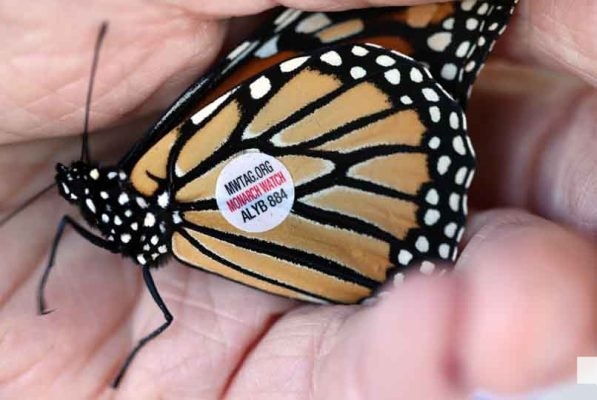 September 11, 2026 Butterfly Release Port Hope 5177