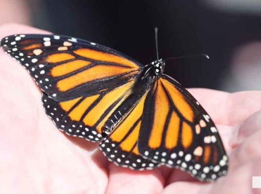 September 11, 2026 Butterfly Release Port Hope 5178