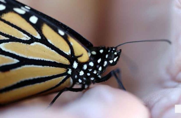 September 11, 2026 Butterfly Release Port Hope 5179