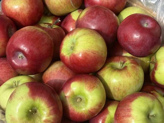 September 26, 2026 Brighton Applefest 5711