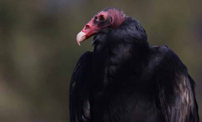 September 27, 2026 Turkey Vulture Festival Greg Keelor Port Hope 5581