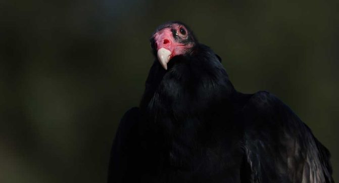 September 27, 2026 Turkey Vulture Festival Greg Keelor Port Hope 5582