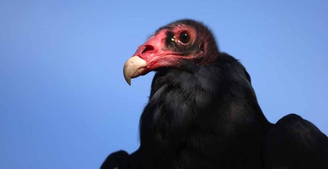 September 27, 2026 Turkey Vulture Festival Greg Keelor Port Hope 5583