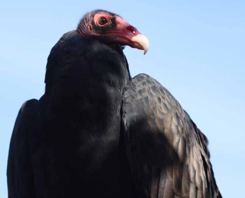 September 27, 2026 Turkey Vulture Festival Greg Keelor Port Hope 5584