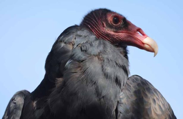 September 27, 2026 Turkey Vulture Festival Greg Keelor Port Hope 5585
