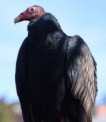 September 27, 2026 Turkey Vulture Festival Greg Keelor Port Hope 5586