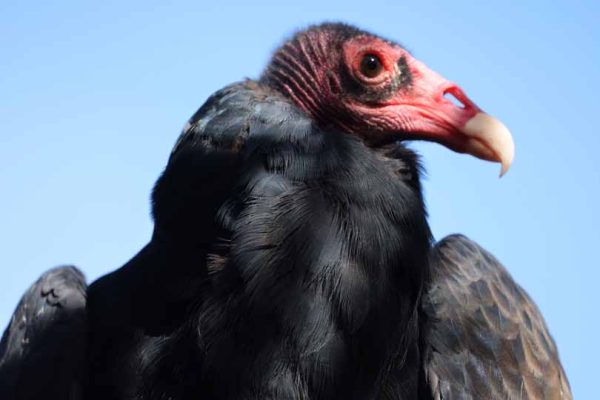 September 27, 2026 Turkey Vulture Festival Greg Keelor Port Hope 5587