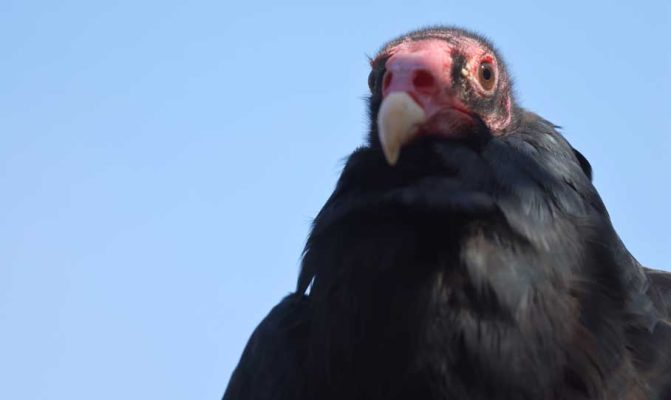 September 27, 2026 Turkey Vulture Festival Greg Keelor Port Hope 5588