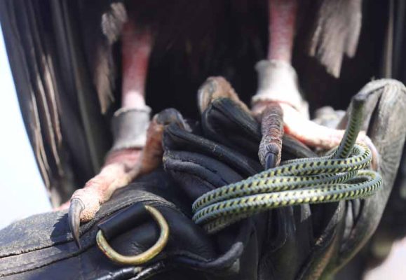 September 27, 2026 Turkey Vulture Festival Greg Keelor Port Hope 5589