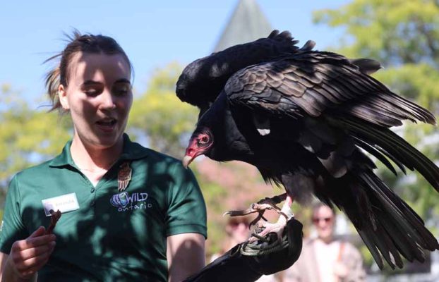 September 27, 2026 Turkey Vulture Festival Greg Keelor Port Hope 5594