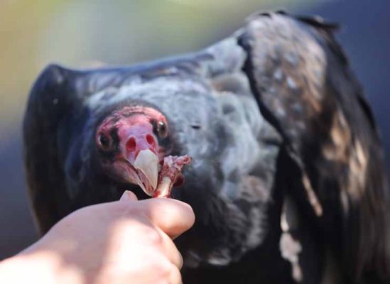 September 27, 2026 Turkey Vulture Festival Greg Keelor Port Hope 5595