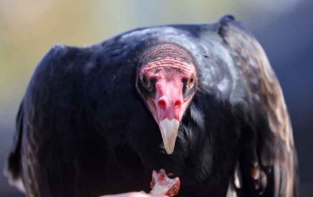 September 27, 2026 Turkey Vulture Festival Greg Keelor Port Hope 5596