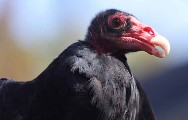 September 27, 2026 Turkey Vulture Festival Greg Keelor Port Hope 5597