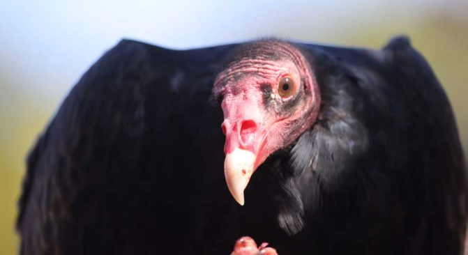 September 27, 2026 Turkey Vulture Festival Greg Keelor Port Hope 5598