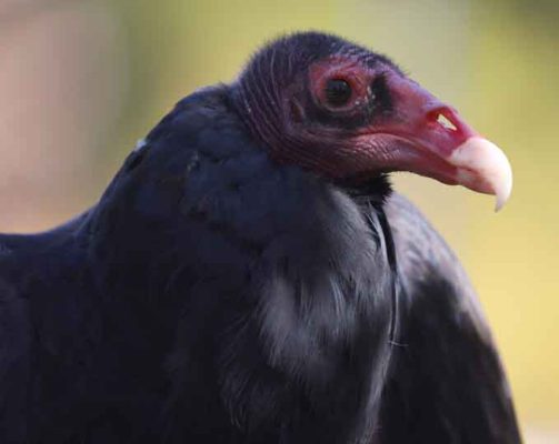 September 27, 2026 Turkey Vulture Festival Greg Keelor Port Hope 5599