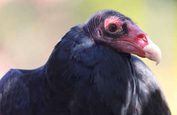 September 27, 2026 Turkey Vulture Festival Greg Keelor Port Hope 5600