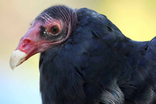September 27, 2026 Turkey Vulture Festival Greg Keelor Port Hope 5601