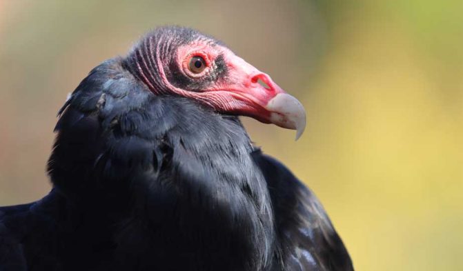 September 27, 2026 Turkey Vulture Festival Greg Keelor Port Hope 5602
