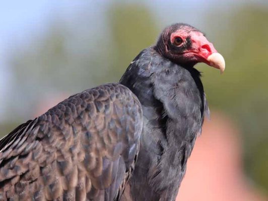 September 27, 2026 Turkey Vulture Festival Greg Keelor Port Hope 5608
