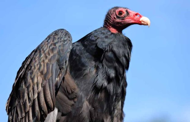 September 27, 2026 Turkey Vulture Festival Greg Keelor Port Hope 5609