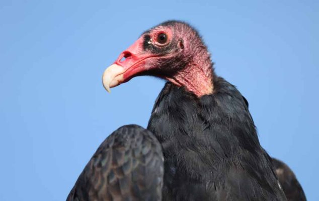 September 27, 2026 Turkey Vulture Festival Greg Keelor Port Hope 5610