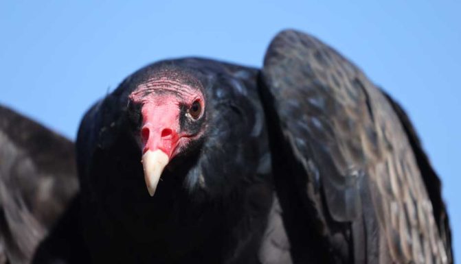 September 27, 2026 Turkey Vulture Festival Greg Keelor Port Hope 5611