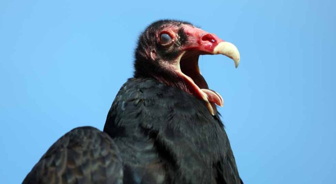 September 27, 2026 Turkey Vulture Festival Greg Keelor Port Hope 5612
