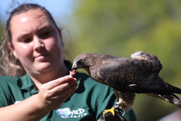 September 27, 2026 Turkey Vulture Festival Greg Keelor Port Hope 5613