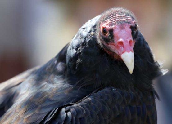 September 27, 2026 Turkey Vulture Festival Greg Keelor Port Hope 5642