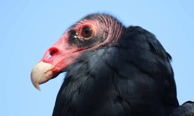 September 27, 2026 Turkey Vulture Festival Greg Keelor Port Hope 5643